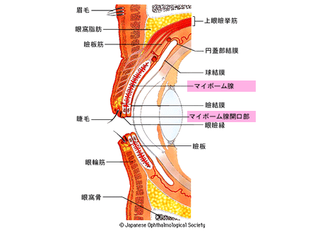 マイボーム腺